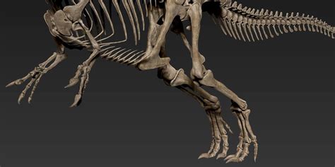 ArtStation - The skeleton of Allosaurus, Vitamin Imagination | Skeleton ...