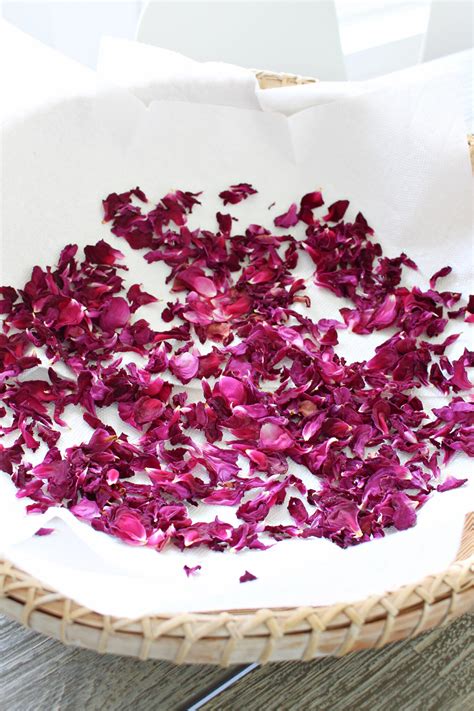 DIY Rose Petal Salve + DIY Rose Lip Balm (Rose Petal Infused Oil ...