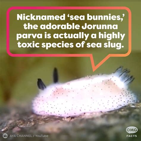 OMGFacts - Sea Bunnies Are Adorable, But Incredibly Dangerous | Facebook