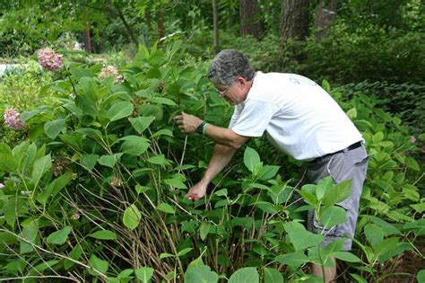 Pruning Mophead Hydrangeas | Mophead hydrangea, Organic gardening magazine, Hydrangea garden