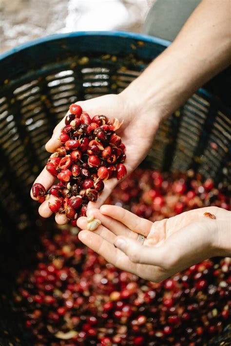 Coffee Harvesting: A Quick Guide for Enthusiasts - Coffee & Tea Kingdom