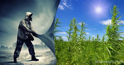 Hemp Biofuel: A Viable Alternative to Fossil Fuels? - Sensi Seeds