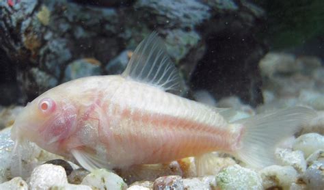 Albino Aeneus Cory Cat (corydoras aeneus) Photos | RateMyFishTank.com