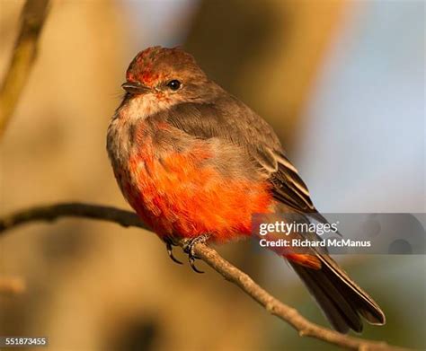 196 Vermilion Flycatcher Stock Photos, High-Res Pictures, and Images - Getty Images