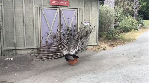 Jennifer Norris on Twitter: "Got a great peacock mating display today ...