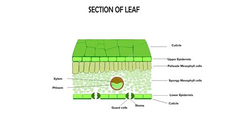 What are the 4 layers of a leaf?