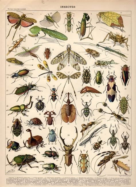 1897 Insects Antique Print Bugs Lithograph Insects