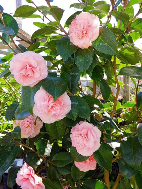 Camellia Japonica Debutante Pink Quart Pot Live Plant - Bushes & Shrubs