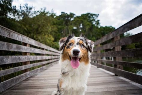 Australian Shepherd Tail Docking: Should You Dock Your Dogs Tail? - Talk to Dogs