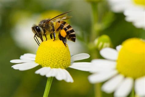 13 Lovely Perennial Flowers That Attract Bees