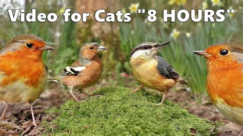 Cat Entertainment : Video and Bird Sounds for Cats * The Ultimate 8 ...