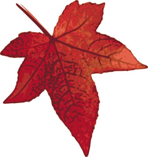 Maple Leaf Autumn Fall Foliage transparent image | Hojas de otoño dibujo, Hojas de otoño, Hojas