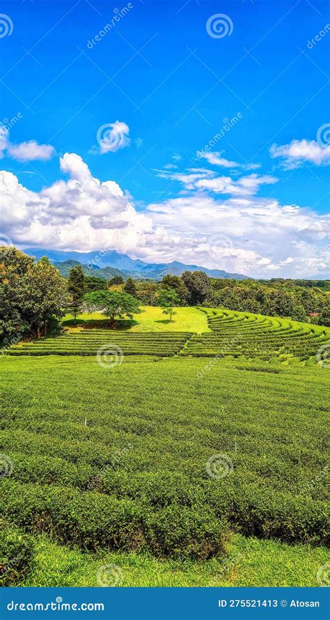 Landscape of Tea Plantation in Chiang Rai, Thailand Stock Image - Image ...