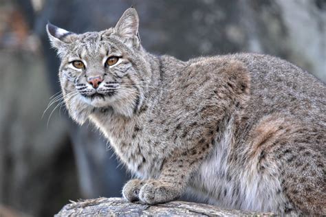 Can A Bobcat Mate With A Domestic Cat? - Kitty Devotees