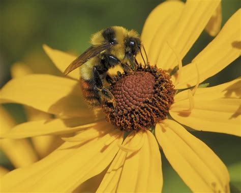 Red-belted Bumble Bee | Bombus rufocinctus | Dan Mullen | Flickr