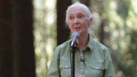 Jane Goodall | Biography & Facts | Britannica.com