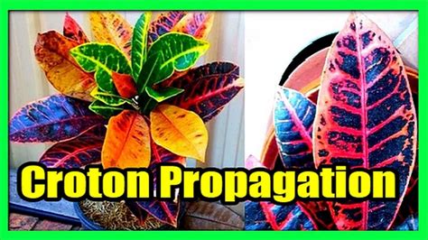 How to Grow Crotons From Cuttings in Pots: Croton Propagation Techniques - YouTube in 2020 ...