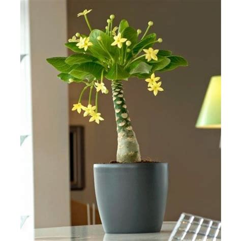 Hawaiian Palm - Brighamia insignis