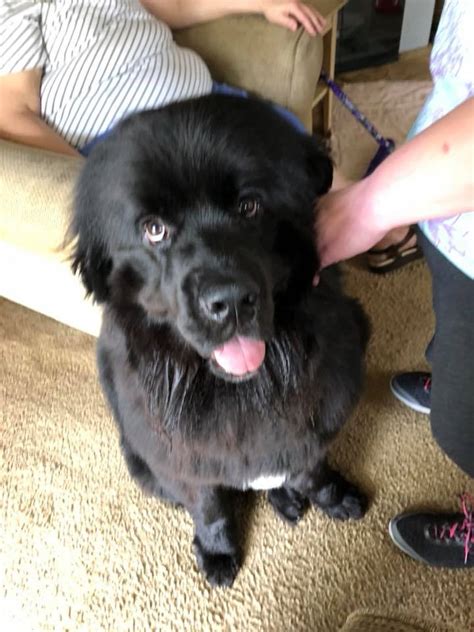 Tank a 1.5 year old Newfie in for a... - Buck's Dog Training