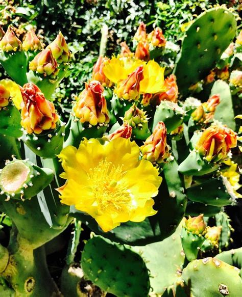 Utah desert cactus blooms. So gorgeous today-June 27,2019. #utah #cactus #zion # ...