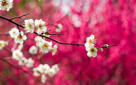 spring, Pink, Tree, Beauty, Nature, Flower, Beautiful Wallpapers HD / Desktop and Mobile Backgrounds