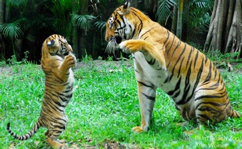 #MalayanTiger: Malaysia's National Animal Nearing Extinction, With Less Than 250 Left | Hype ...