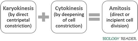 Amitosis Cell Division - Meaning, Examples & Mechanism - Biology Reader