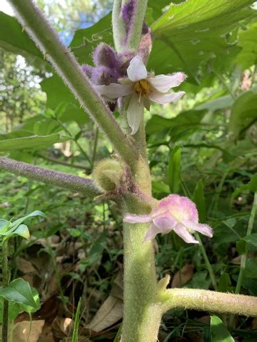 Quito-Orange (Solanum quitoense) · iNaturalist