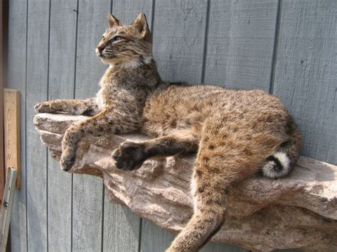 15 best Bobcat mounts images on Pinterest | Bobcat mounts, Taxidermy ...