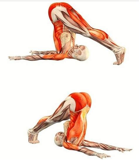 Halasana | Yoga anatomy, Relaxing yoga, Yoga muscles