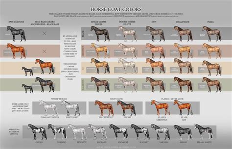 Horse coat colors, Horse color chart, Horse coloring