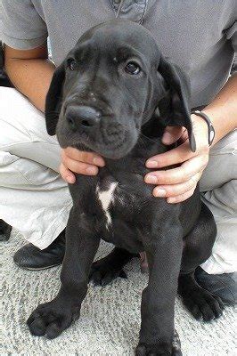 Great Dane Puppies Grow Very Large ~ Popular Dog Breeds