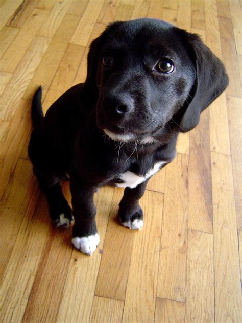 Beagle mix, Beagle lab mixes, Black beagle