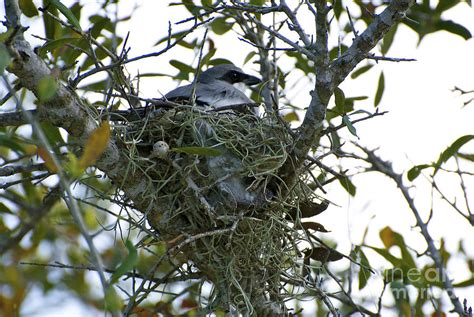 Loggerhead Shrike Nest Photograph by Cherilyn | Fine Art America