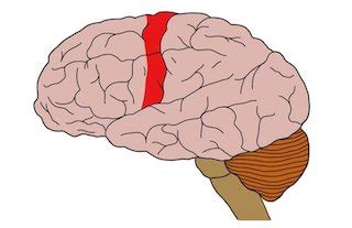 Primary Motor Cortex | Definition, Function & Location - Video & Lesson Transcript | Study.com