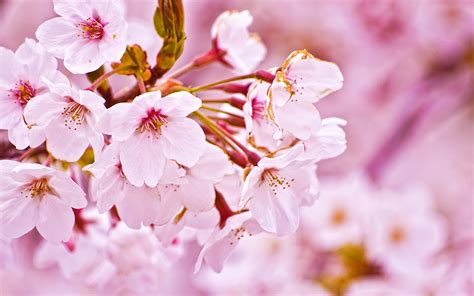 Nature Sakura Flower | Wallpup.com