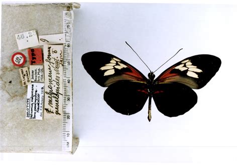 Heliconius melpomene thelxiopeia (type specimens)