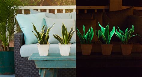 Glowee: Glow-in-the-Dark Houseplant