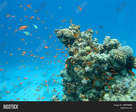 Coral Reef Shoal Image & Photo (Free Trial) | Bigstock