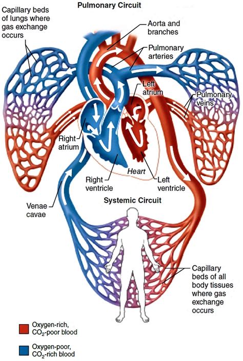 Pulmonary vein anatomy, function, location, ablation, stenosis & thrombosis