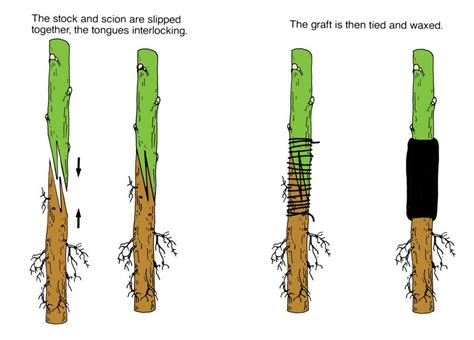 Grafting Types, Whip-and-Tongue Grafting