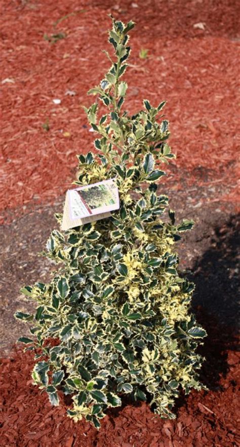 Vibrant Variegated Holly | Backyard Gardening Blog » Backyard Gardening Blog