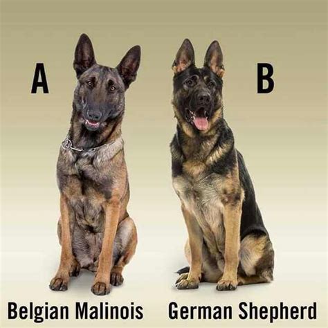 12+ Police Canine Breeds Belgian Malinois - Farmhouse Sarahsoriano