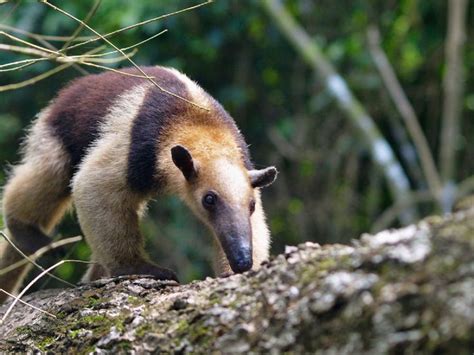 Animals in Trinidad & Tobago | Corcovado national park, Costa rica wildlife, Animals