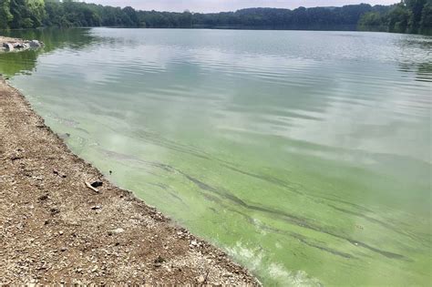 Blue Marsh Lake upgraded to Harmful Algal Bloom Advisory status