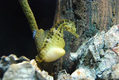 Big-belly seahorse | Flickr - Photo Sharing!