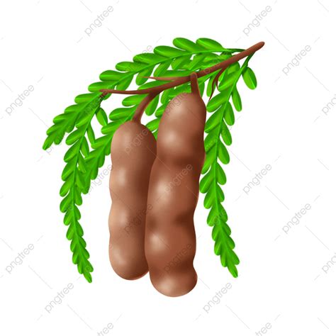 Tamarind Fruit Clipart Heart Shaped