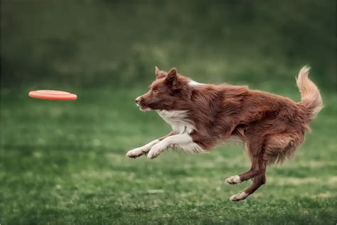 5 Best Dog Breeds For Playing Frisbee