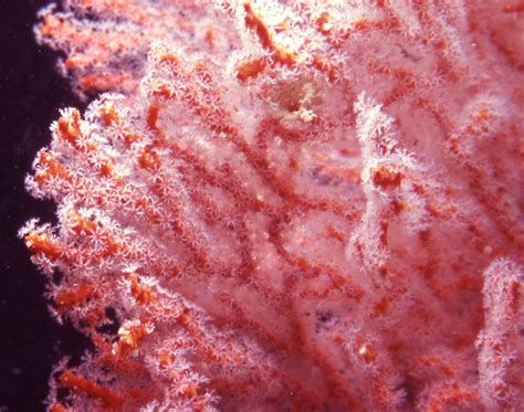 Gorgonian Corals - one of our living marine treasures | Dolphin Research