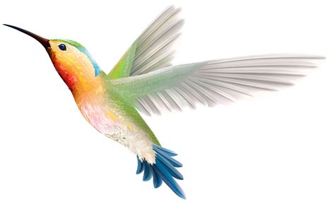 Hummingbird PNG Clipart - Best WEB Clipart